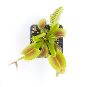 Dionaea muscipula  King Henry Venus Flytrap - Sweet Leaf Nursery