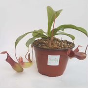 Large Nepenthes x ventrata
