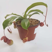 Large Nepenthes x ventrata