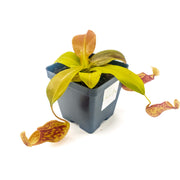 Medium Nepenthes 'Gaya' Hybrid - Sweet Leaf Nursery