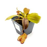 Medium Nepenthes 'Gaya' Hybrid - Sweet Leaf Nursery