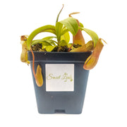 Medium Nepenthes 'Ventricosa' - Sweet Leaf Nursery