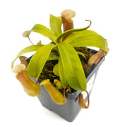 Medium Nepenthes 'Ventricosa' - Sweet Leaf Nursery