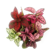 Mixed Colors Hypoestes phyllostachya - Sweet Leaf Nursery