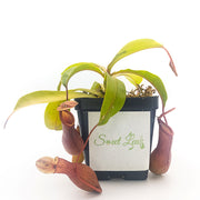 Medium Nepenthes x Ventrata - Sweet Leaf Nursery