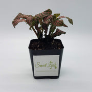 Pink fittonia in a plastic pot
