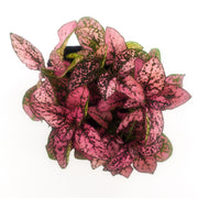 Pink Hypoestes phyllostachya - Sweet Leaf Nursery