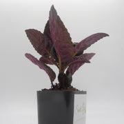 Purple waffle plant, also known as red ivy