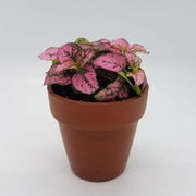 Rose hypoestes is actually a deep and dark pink color.