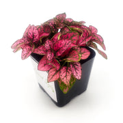 Rose Hypoestes phyllostachya (Deep Dark Pink) - Sweet Leaf Nursery