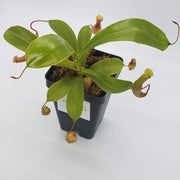 Small Nepenthes x Ventrata
