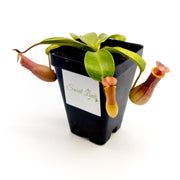 Small Nepenthes x Ventrata - Sweet Leaf Nursery