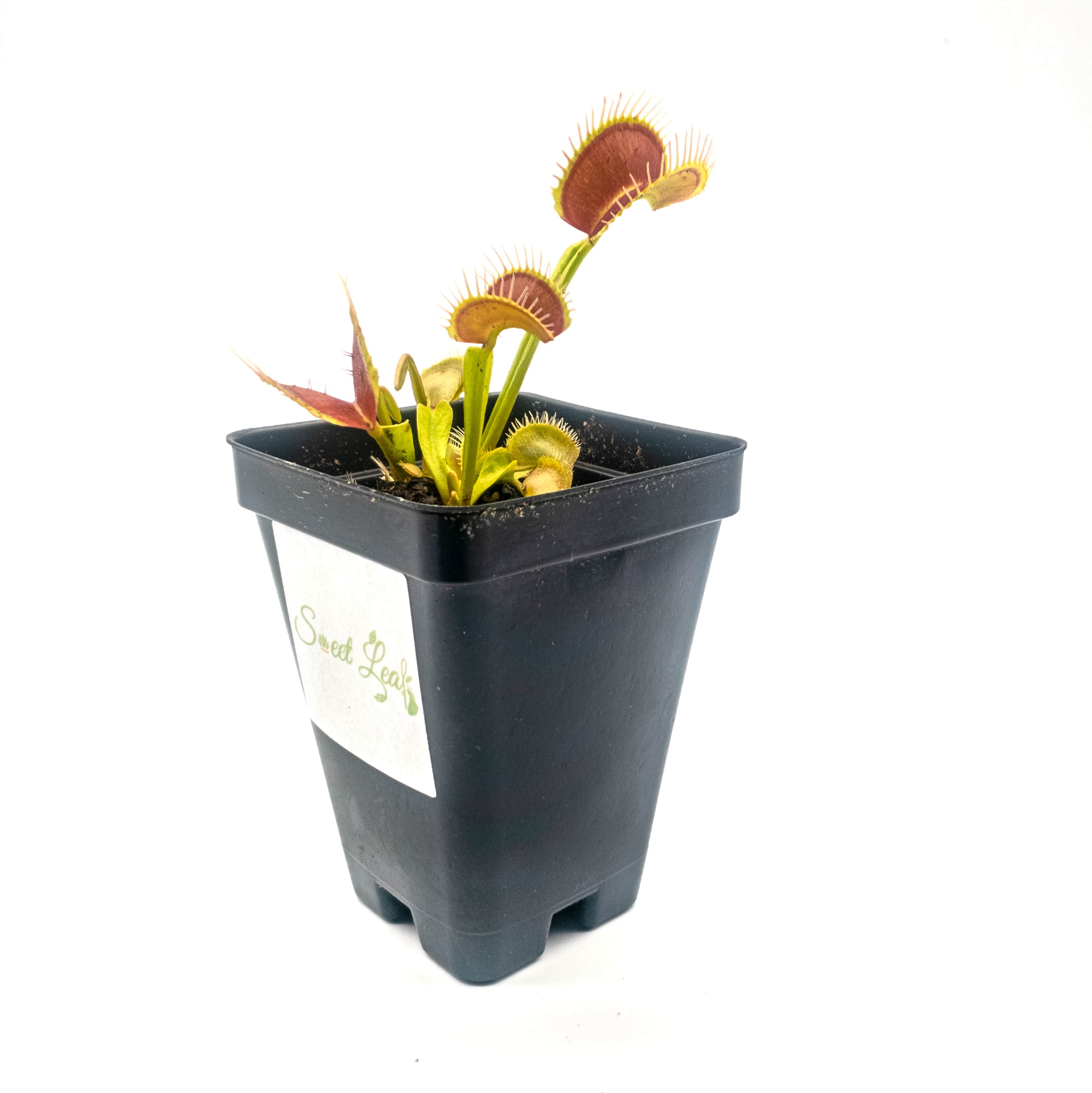 Dionaea m. Typical Potted