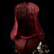 Sarracenia purpurea 'Venosa Red'