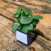Outdoor photo of a Mini White Fittonia in a two inch plastic nursery pot